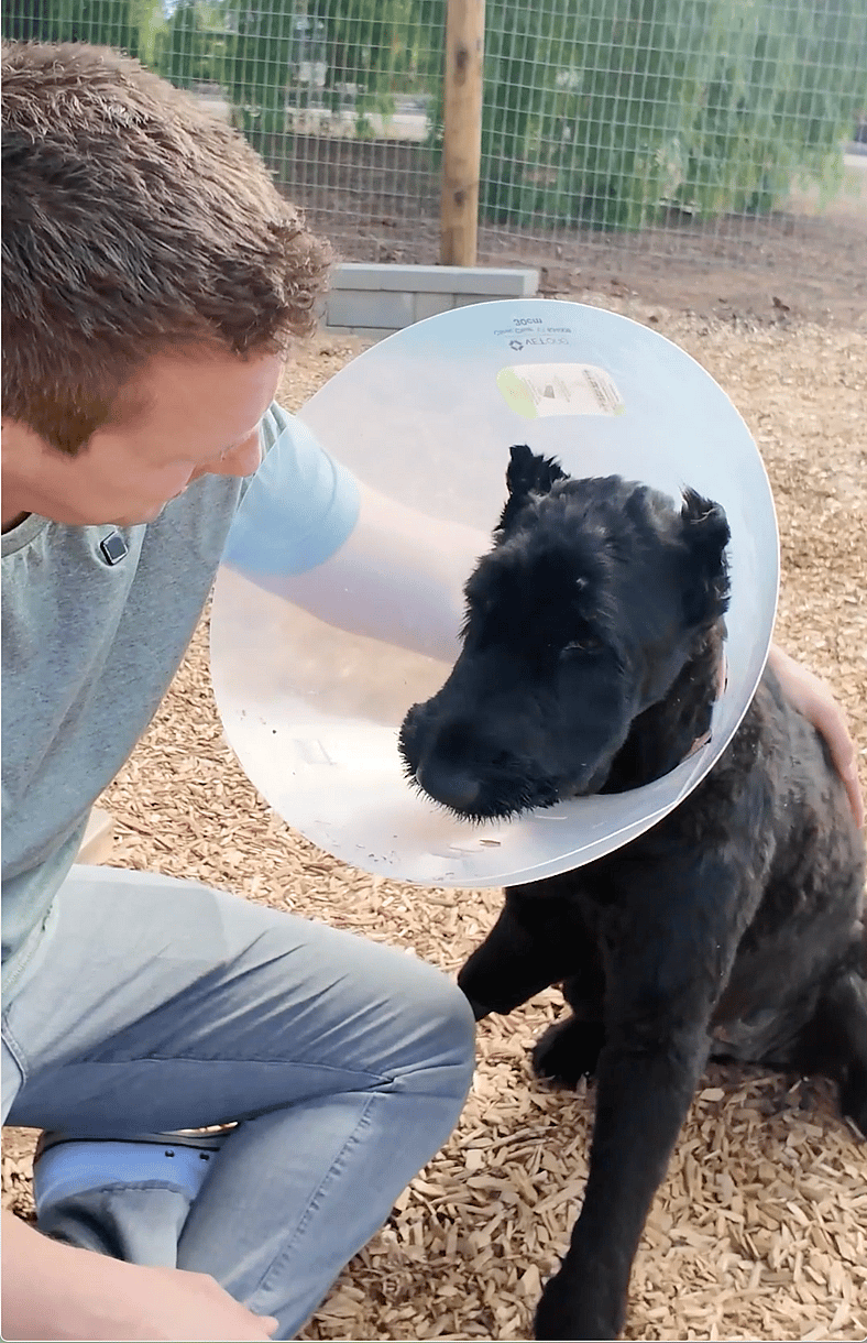 Giant Schnauzer’s Reaction to Seeing the Vet Tech Who Saved Her Life Months Before Is Pure Joy